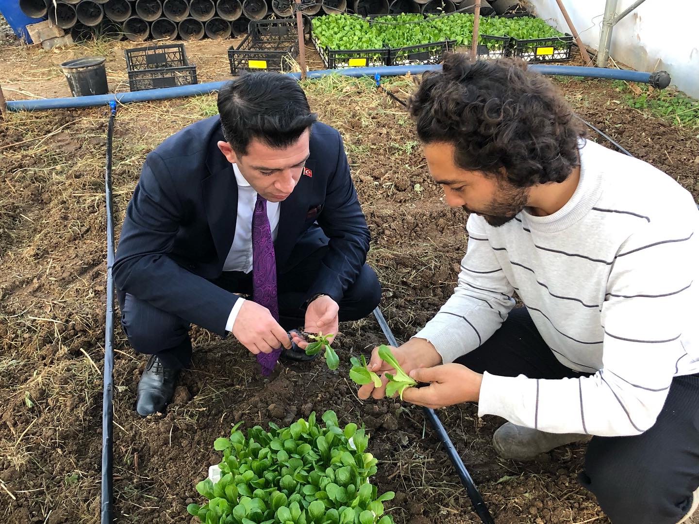 Kaymakam Aydın, Yılanlı Köyü’nde Marul Dikimine Katıldı (3)