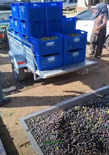 Sütçüler Şehler Köyü’nde Zeytin Hasadı Başladı (3)