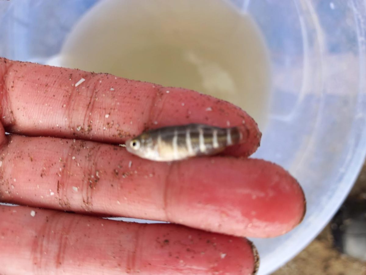 Eğirdir Gölü’nde Endemik Balıklar Için Anaç Toplama Devam Ediyor (1)