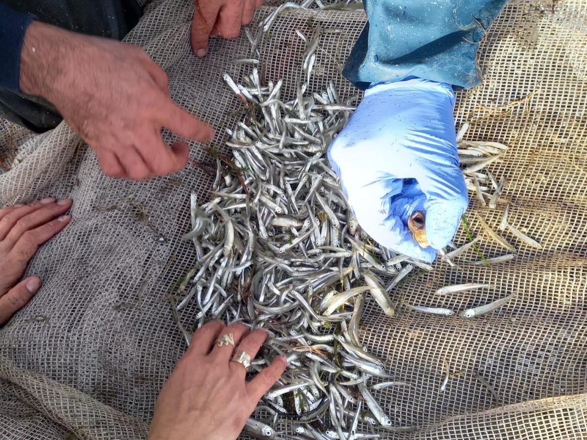 Eğirdir Gölü’nde Endemik Balıklar Için Anaç Toplama Devam Ediyor (6)