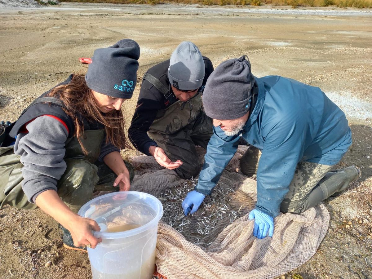 Eğirdir Gölü’nde Endemik Balıklar Için Anaç Toplama Devam Ediyor (7)