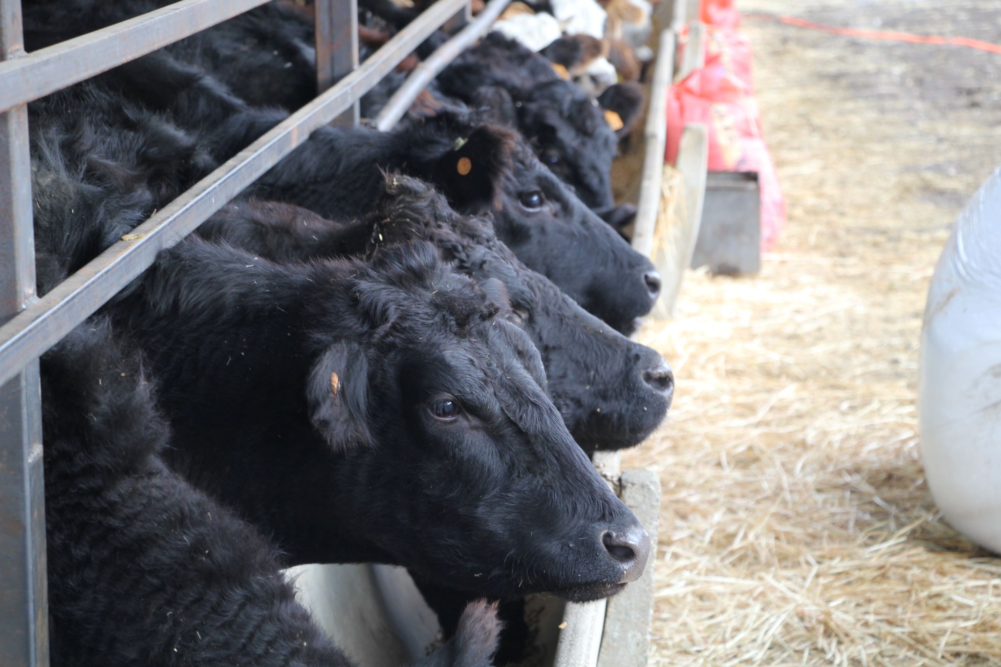 Isparta’da “Kırsalda Bereket Projesi” Üreticiye Güç Katıyor (4)