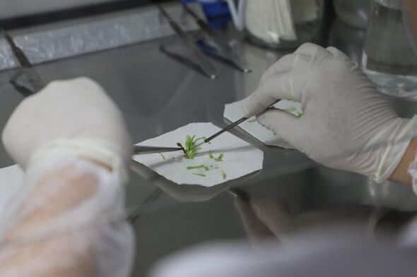 Isubü’de Ak Zambak İçin Doku Kültürüyle Hızlı Üretim Çalışması
