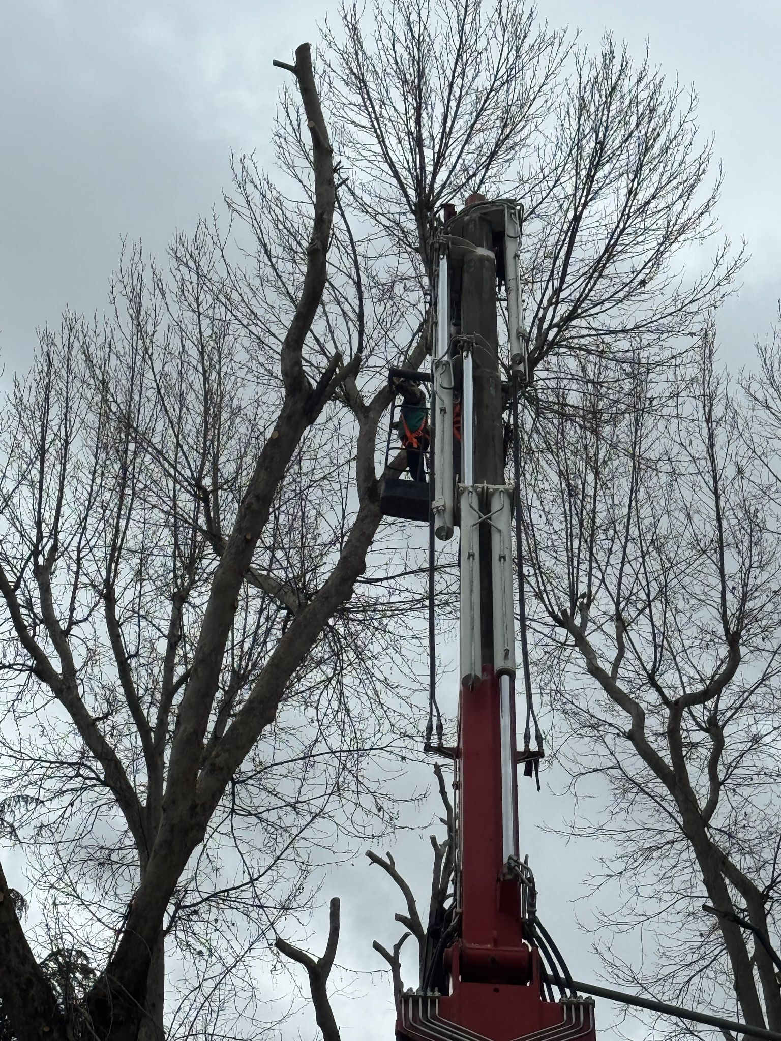 6 Mart Atatrük Caddesi Ağaç Kesimi Nedeniyle Kapalı 2