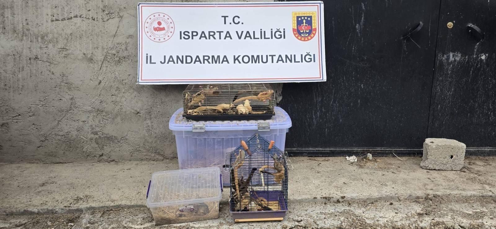 Isparta’da Doğa Ve Hayvan Kaçakçiliğina Büyük Darbe (1)