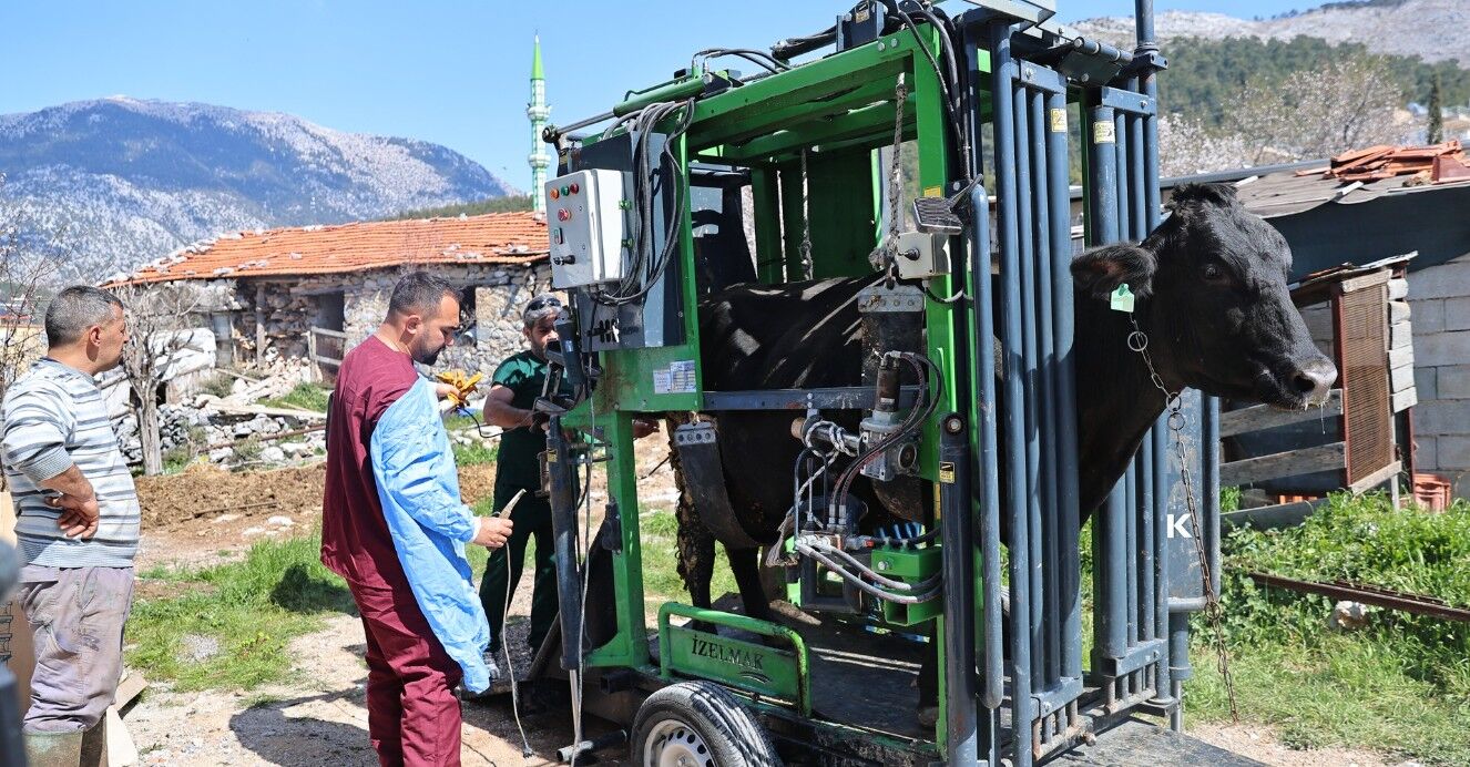 Antalya'da Çiftçilere Büyükbaş Hayvan Desteği 1