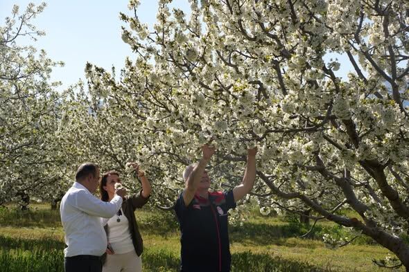 Isparta’da Kiraz Bahçelerinde Zirai Don İncelemesi (3)