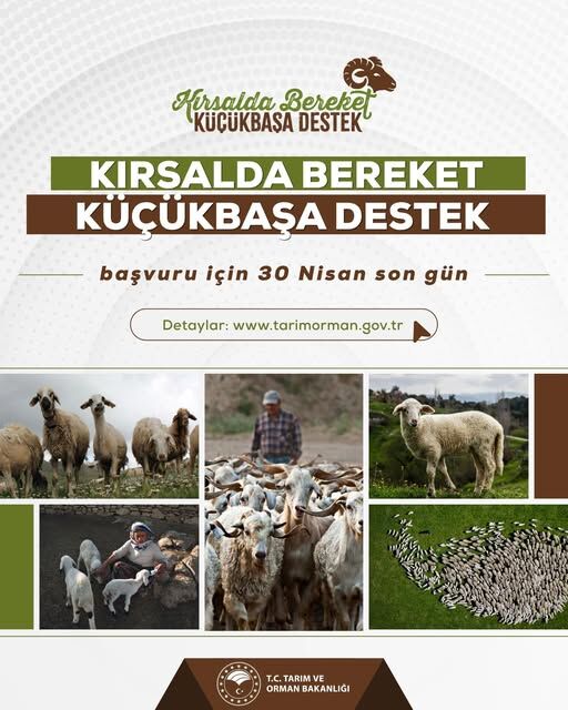 Küçükbaş Hayvancılık Desteğinde Başvurular Bugün Sona Eriyor (1)