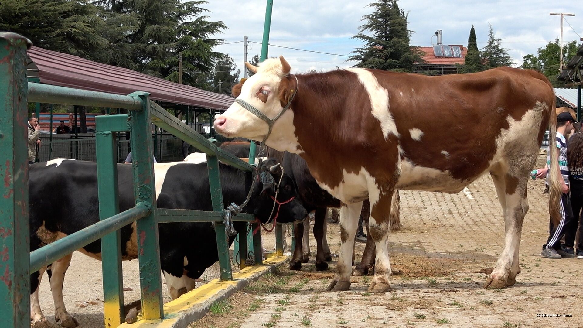 Kurbanlık Alacaklar Dikkat! Uzman İsim Tek Tek Anlattı (2)
