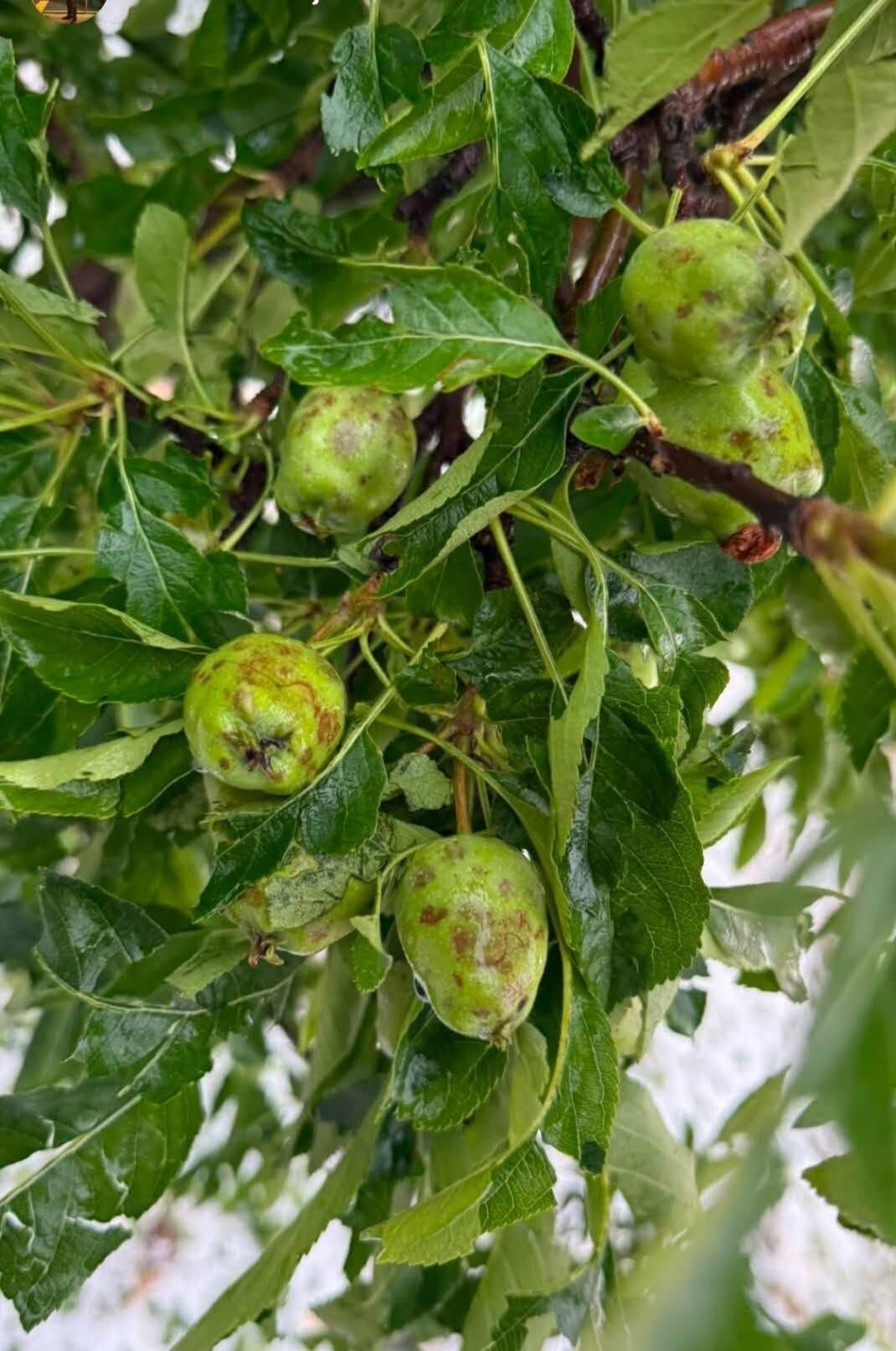 Gelendost Dolu