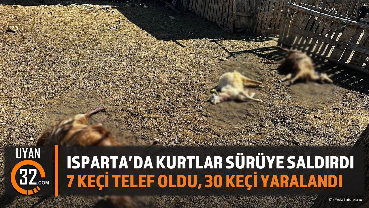 Isparta Aksu'da Kurt Saldırısı: 7 Keçi Telef Oldu, 30 Keçi Yaralandı