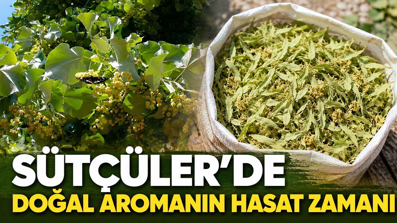 Balkonları Saran Koku: Sütçüler'de Ihlamur Sezonu Açıldı