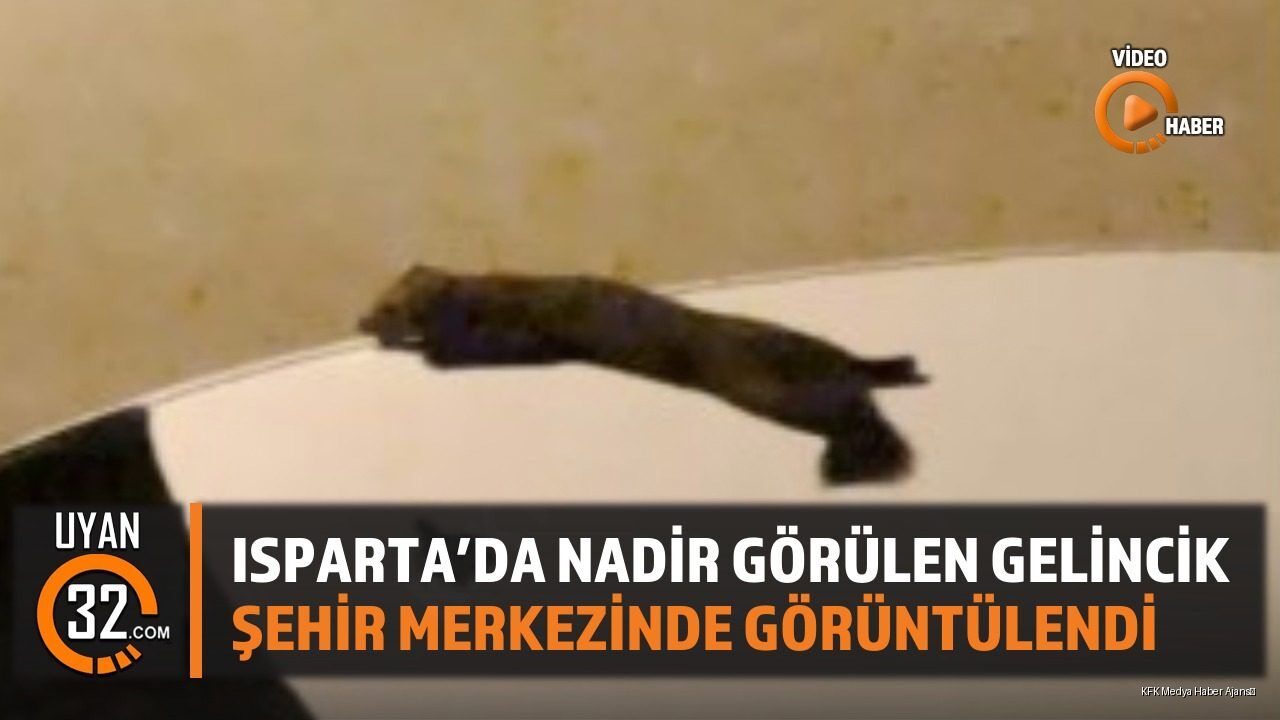 Isparta'da Nadir Görülen Gelincik Şehir Merkezinde Görüntülendi