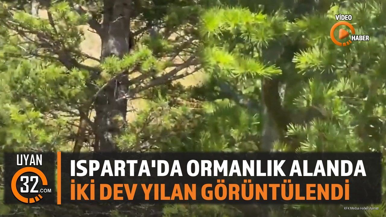 Isparta'nın Ali Köyü'nde 2 Metrelik Dev Yılanlar Kamerada Görüntülendi