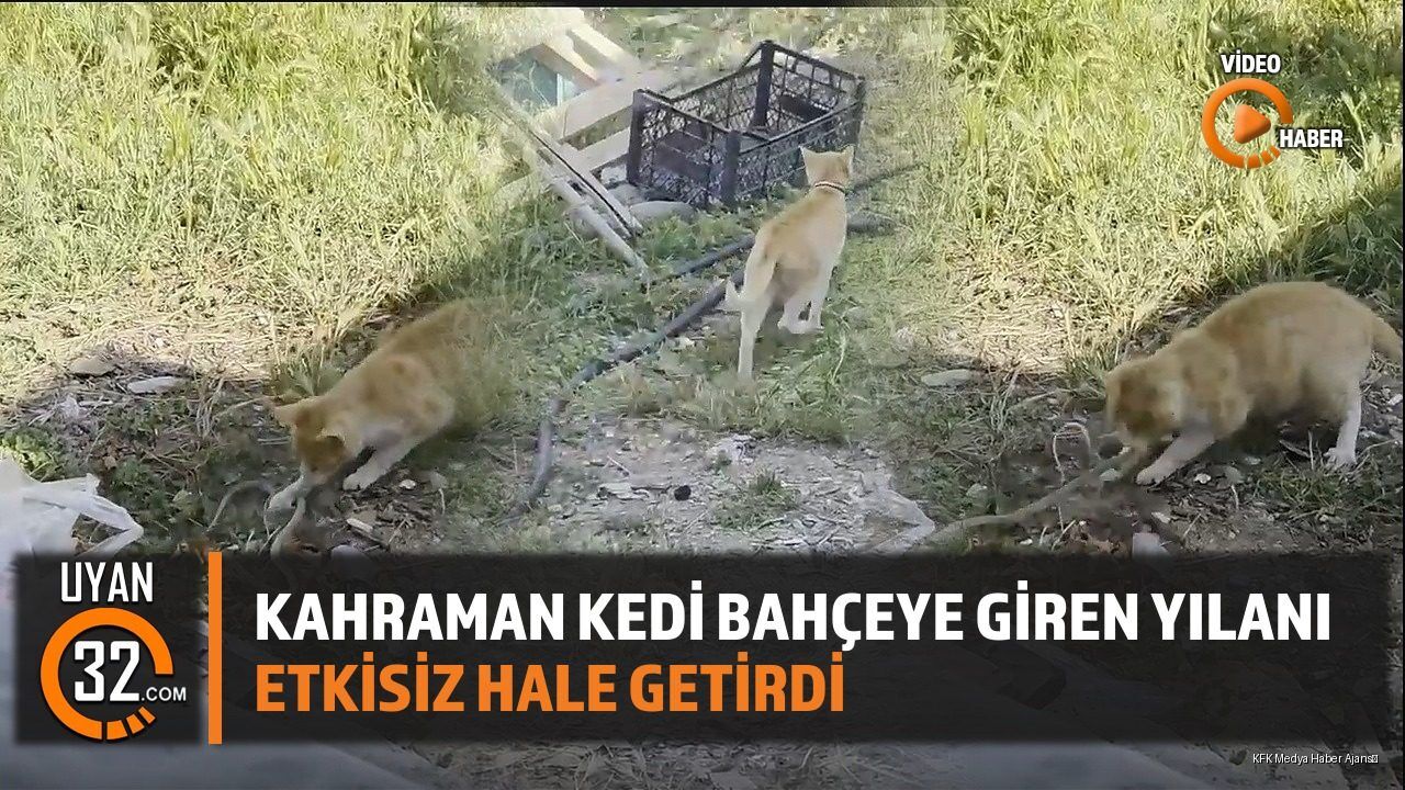 Kahraman Kedi Bahçeye Giren Yılanı Etkisiz Hale Getirdi