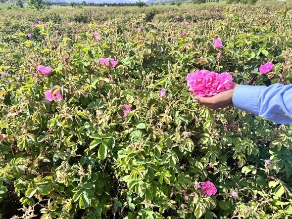 Uluborlu’da Gül Hasadı Mesaisi Kaymakamdan Üreticiye Ve İşçilere Ziyaret (1)