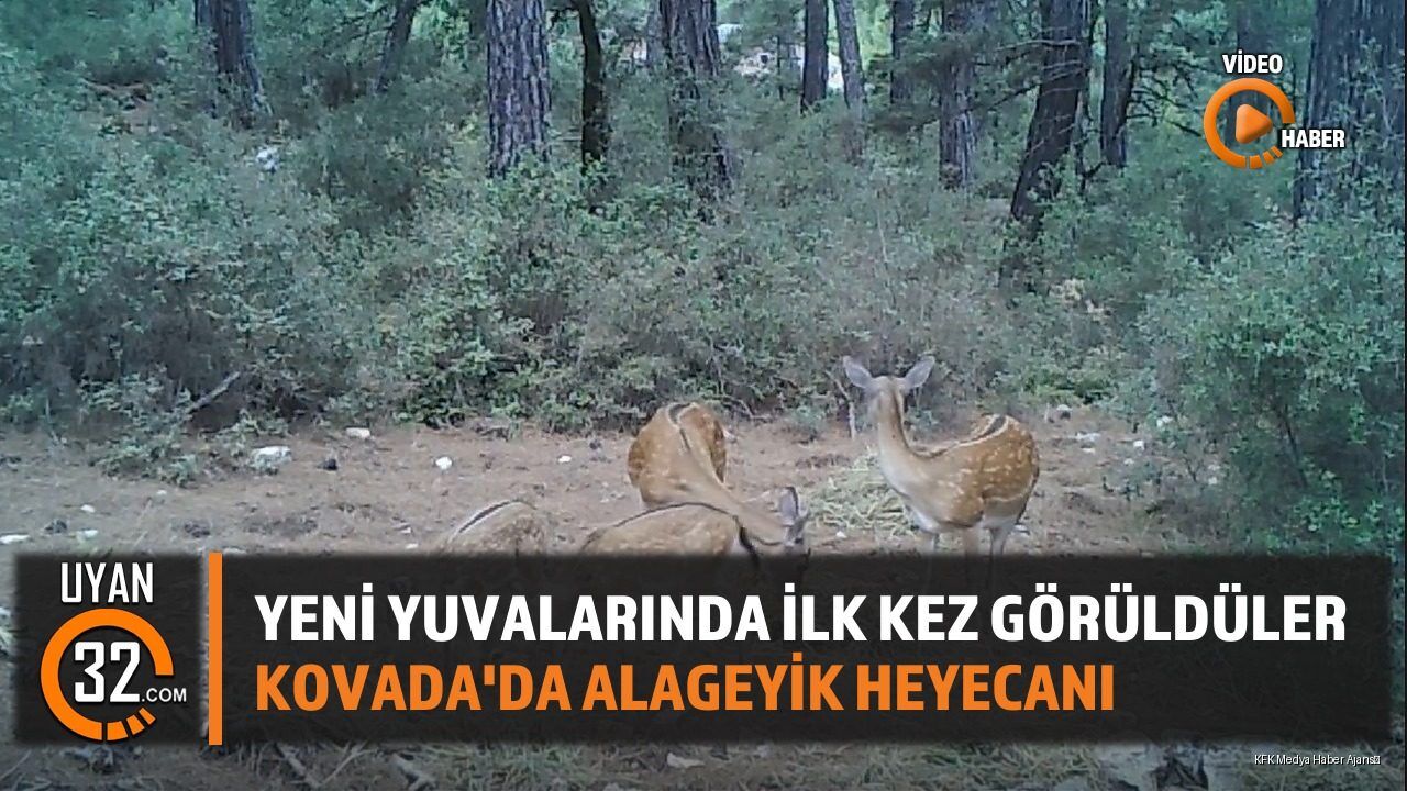 Yeni Yuvalarında İlk Kez Görüldüler Kovada'da Alageyik Heyecanı