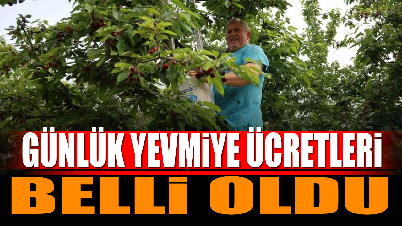 Kiraz günlük yevmiye ücretleri belli oldu