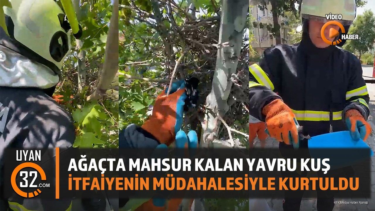 Ağaçta Mahsur Kalan Yavru Kuş, İtfaiyenin Müdahalesiyle Kurtuldu