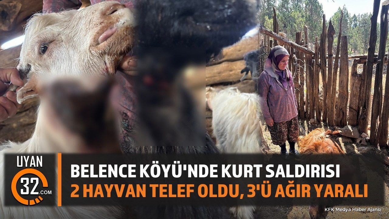 Belence Köyü'nde Kurt Saldırısı