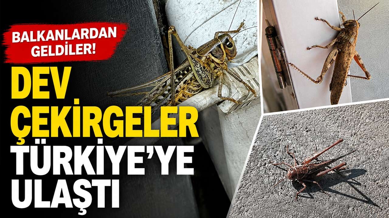 Boyu 20 Santimetreye Kadar Ulaşan Dev Çekirgeler Her Yerde!