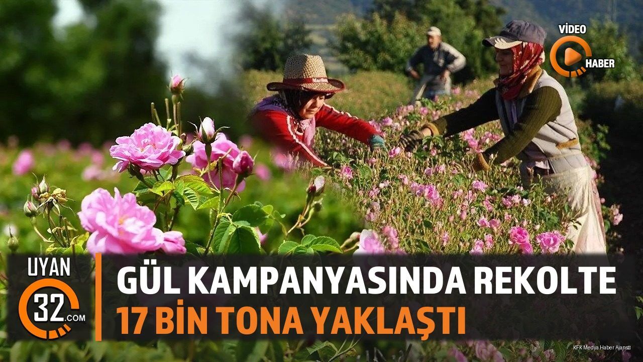 Gül Kampanyasında Rekolte 17 Bin Tona Yaklaştı