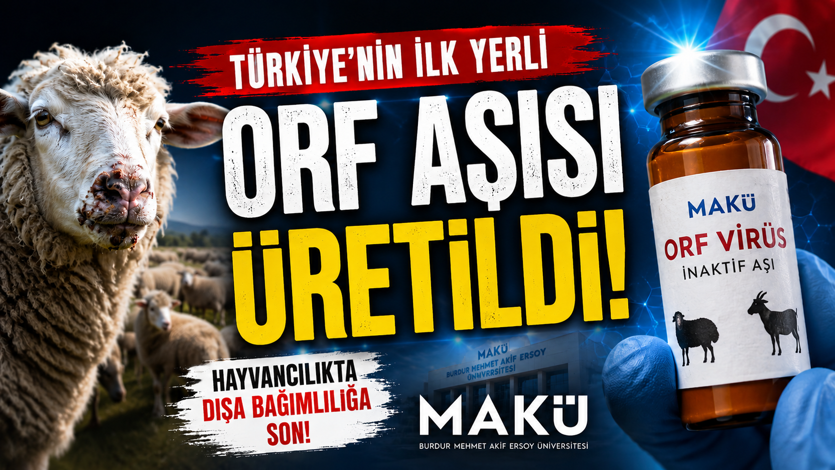 Hayvancılıkta Dışa Bağımlılığa Son! Türkiye’nin İlk Yerli Orf Aşısı Üretildi