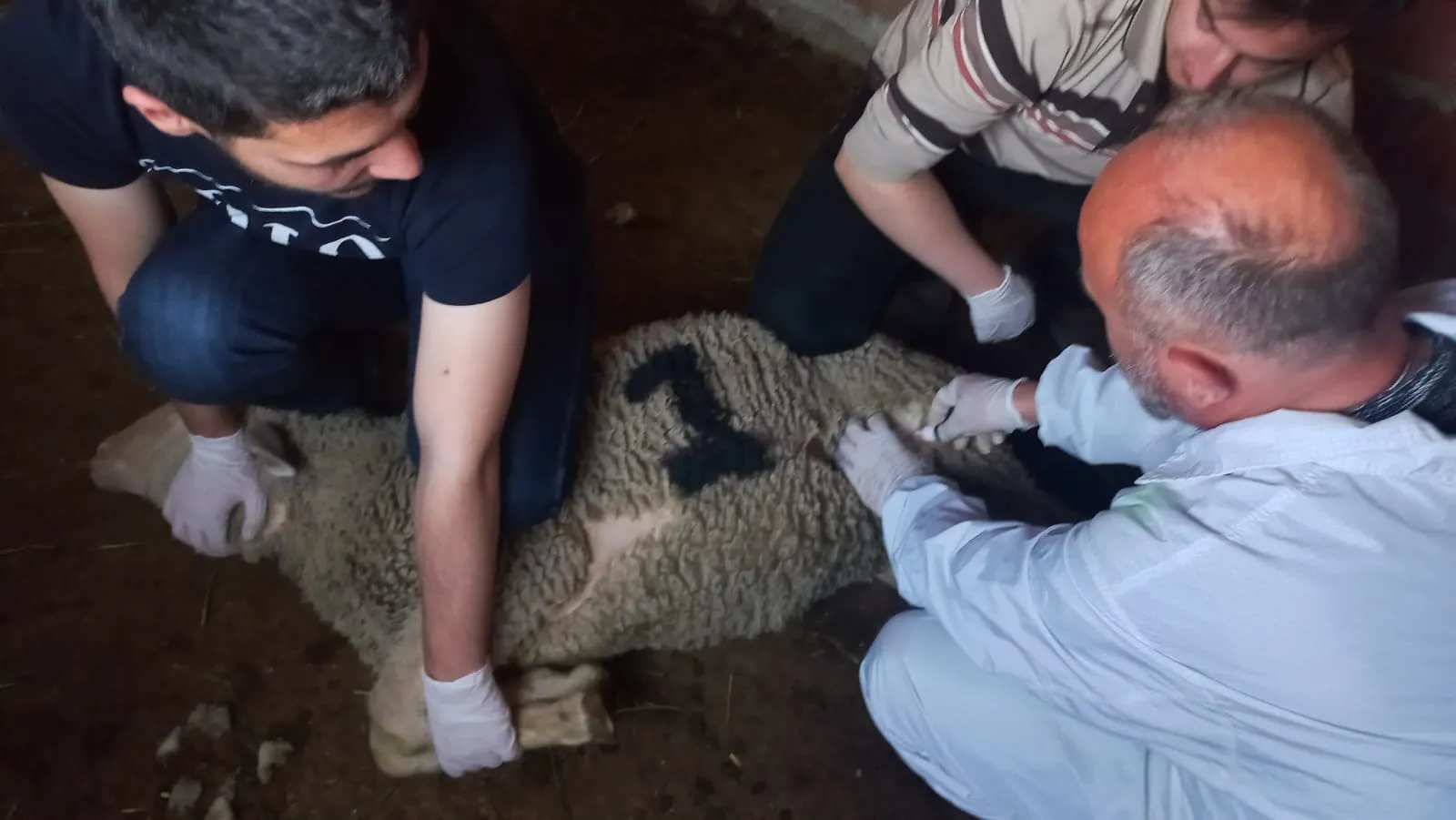 Hayvancılıkta Dışa Bağımlılığa Son! Türkiye’nin İlk Yerli Orf Aşısı Üretildi (3)