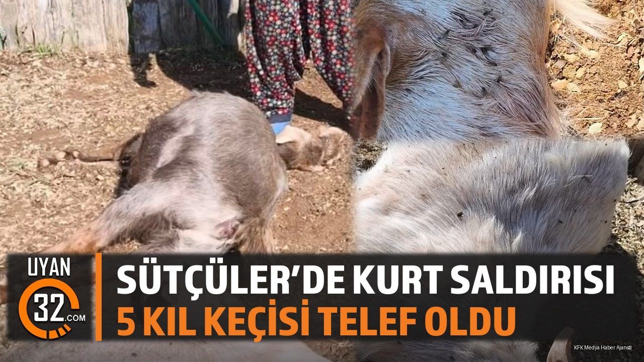 Isparta Sütçüler Belence Köyü'nde Kurt Saldırısı: 5 Keçi Telef Oldu