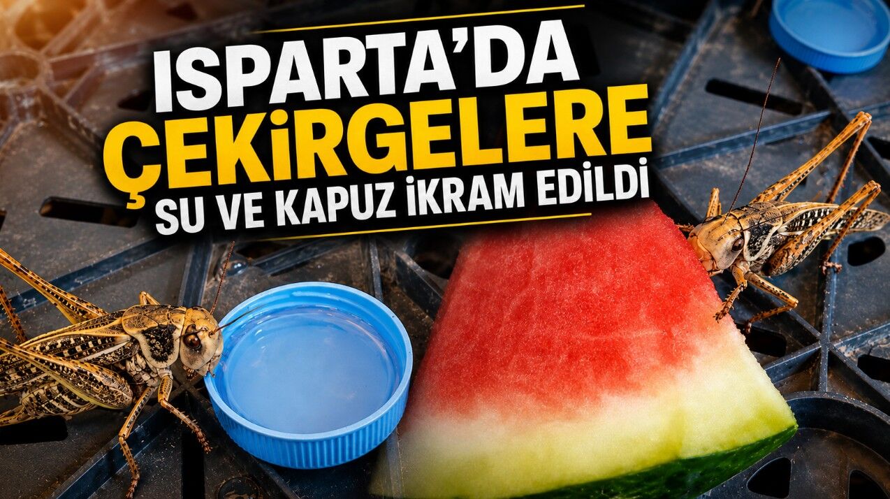 Isparta'da Çekirgelere Karpuz ve Su İkramı