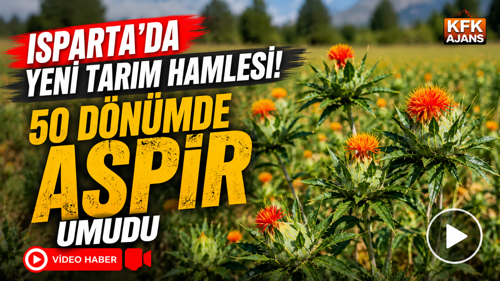 Isparta'da Yeni Tarım Hamlesi! 50 Dönümde Aspir Umudu
