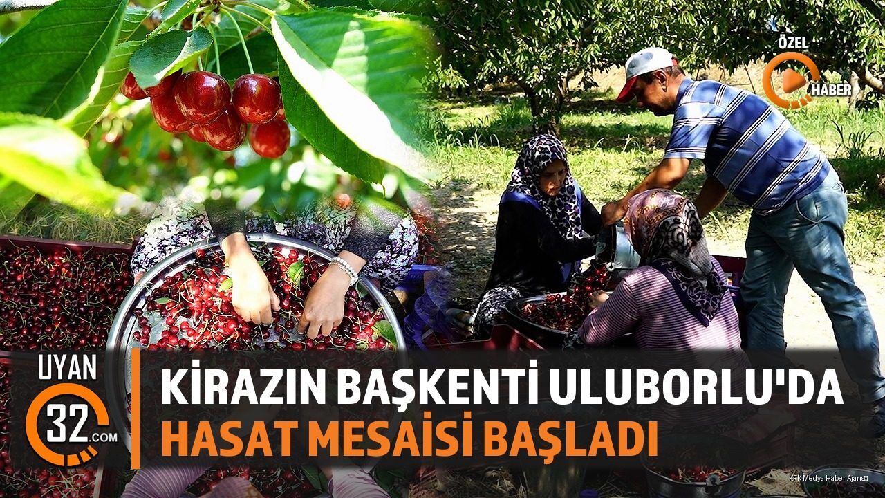 Kirazın Başkenti Uluborlu'da Hasat Mesaisi Başladı