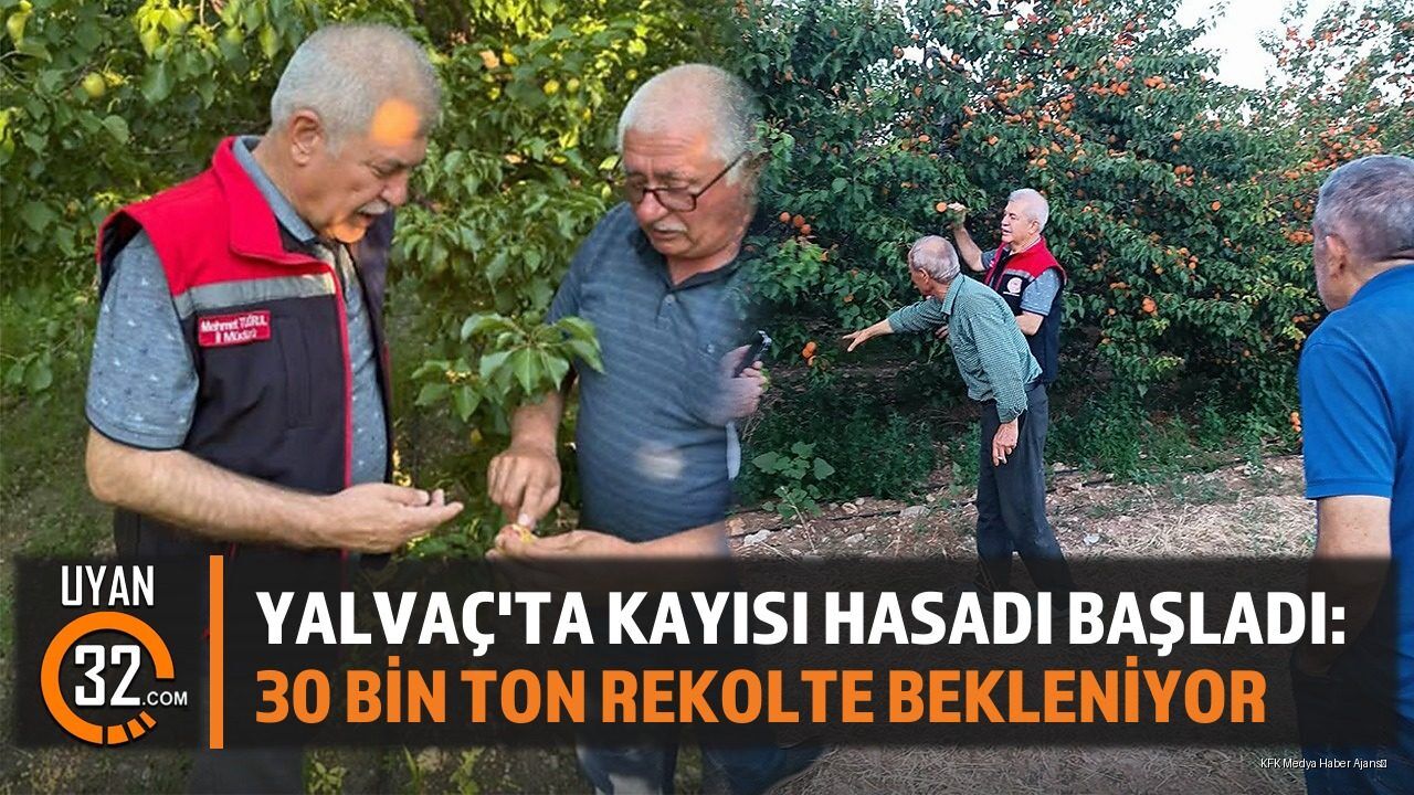 Yalvaç'ta Kayısı Hasadı Başladı: 30 Bin Ton Rekolte Bekleniyor