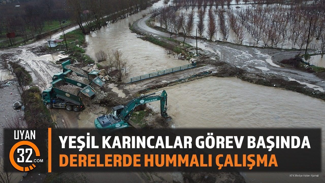 Yeşil Karıncalar Görev Başında: Derelerde Hummalı Çalışma