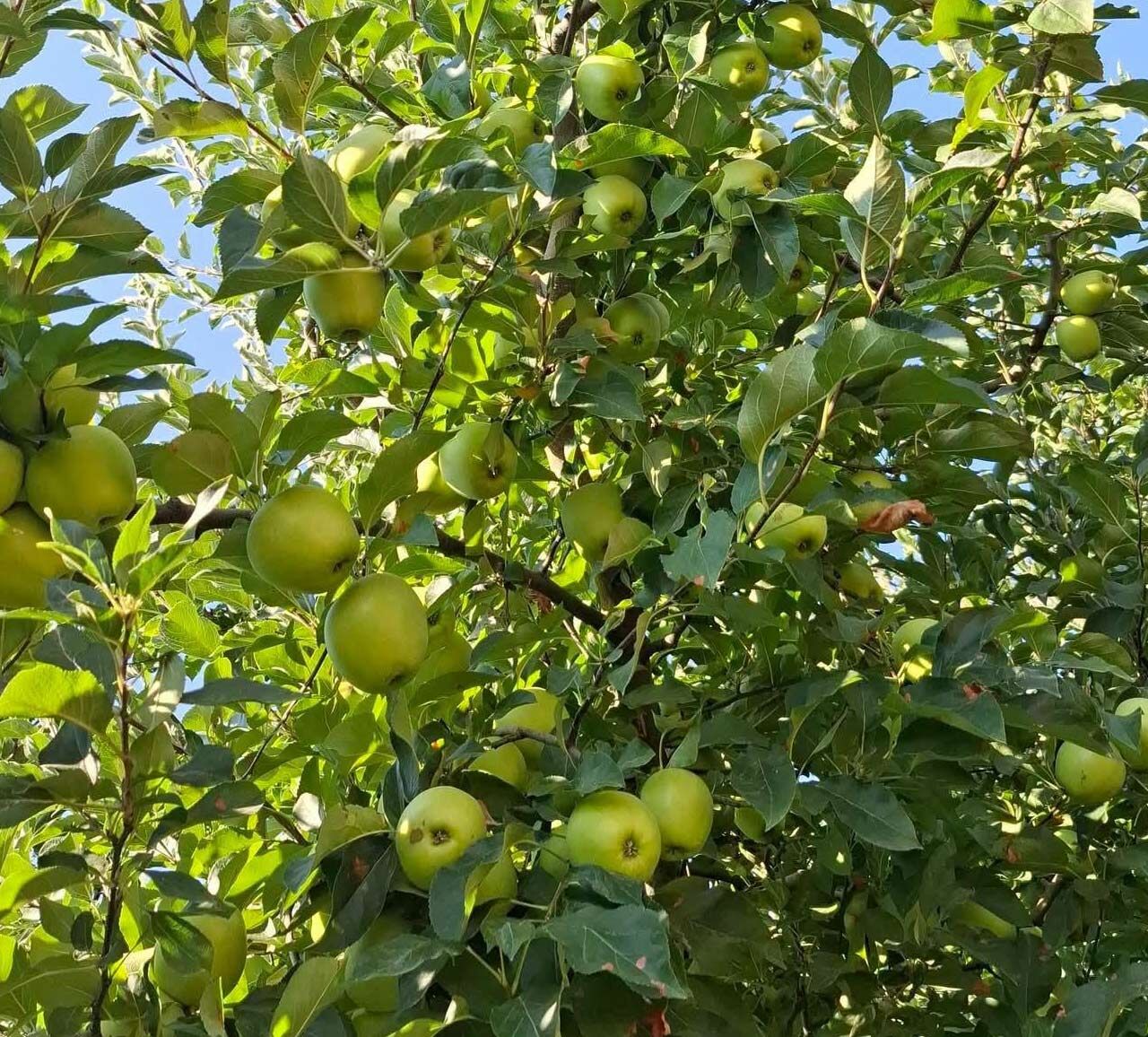 Gelendost Golden Elmasi1