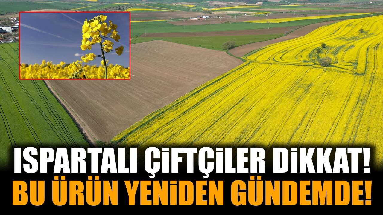 Isparta’da Çiftçilere Yeni Ürün Fırsatı! Kanola İçin Dikkat Çeken Çağrı
