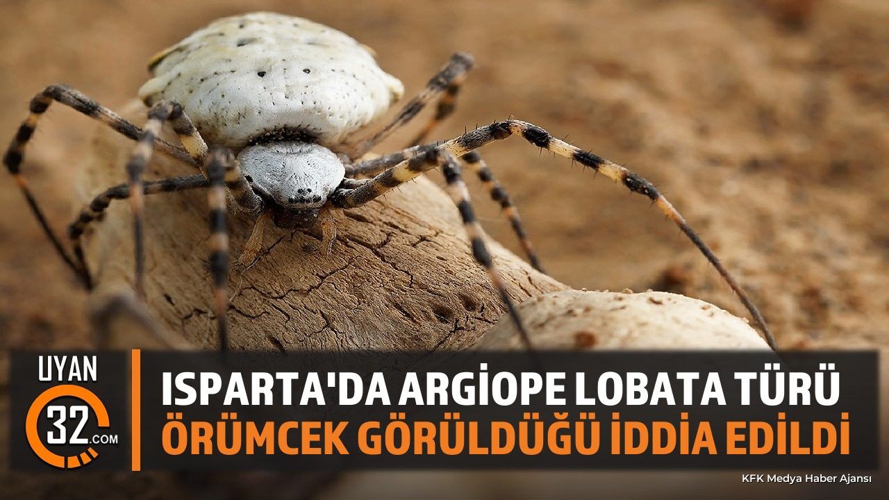 Isparta'da Argiope Lobata Türü Örümcek Görüldüğü İddia Edildi