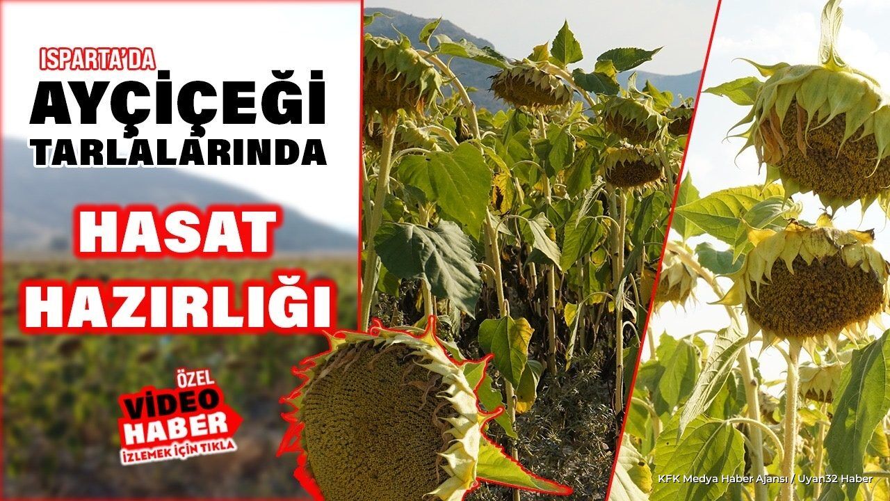 Isparta'da Ayçiçeği Tarlalarında Hasat Hazırlığı Başladı