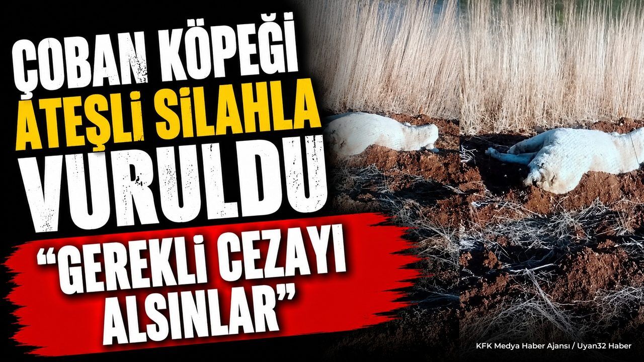 Isparta'da Çoban Köpeği Silahla Vuruldu: Jandarma Devrede