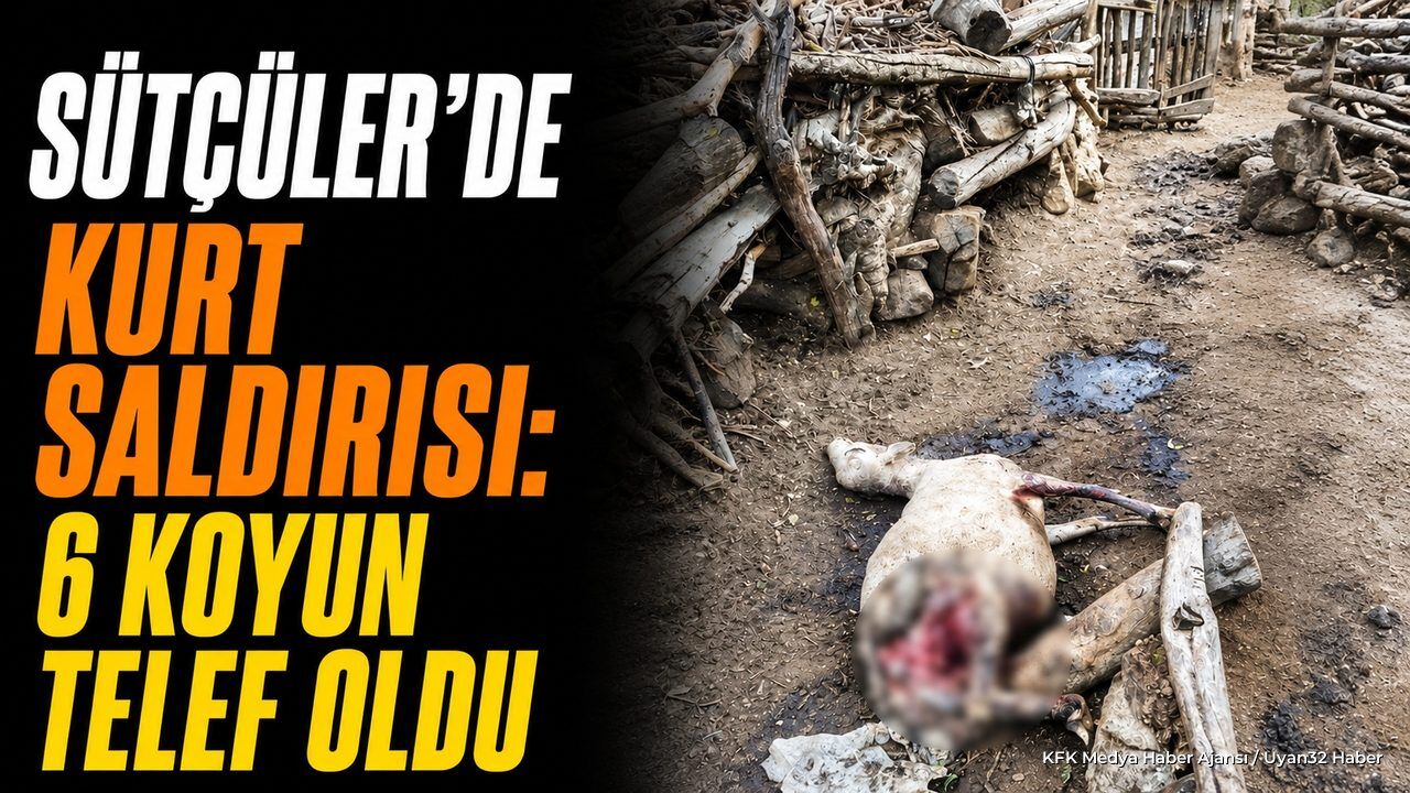 Isparta'da Kurt Saldırısı: Ağıla Giren Kurtlar 6 Koyunu Telef Etti