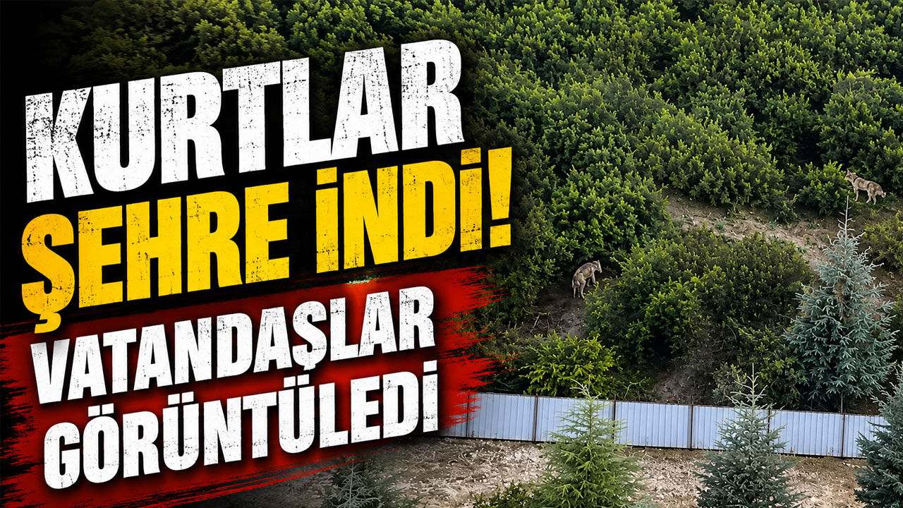 Kurtlar Şehre İndi! Vatandaşlar O Anları Görüntüledi