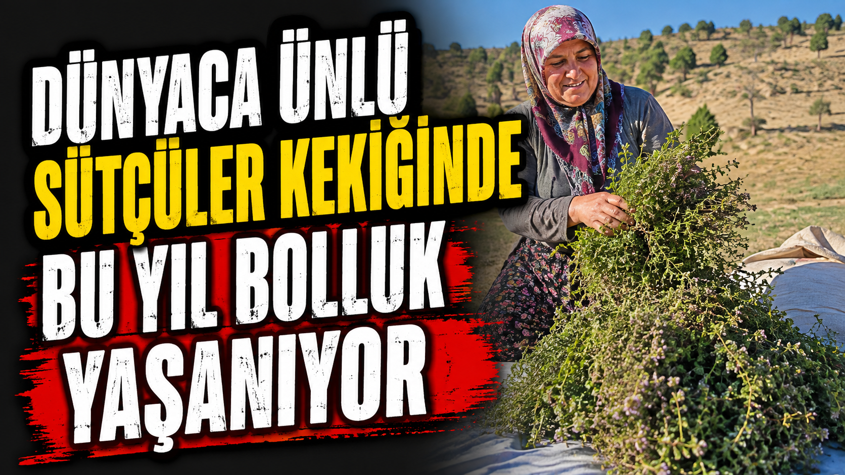 Sütçüler Kekiğinde Bereketli Sezon Yüzleri Güldürdü