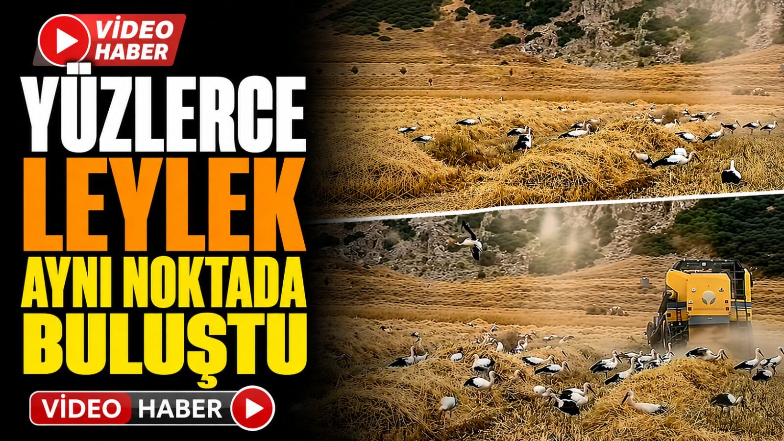 Keçiborlu İncesu Köyünde Yüzlerce Leylek Bir Arada Görüntülendi