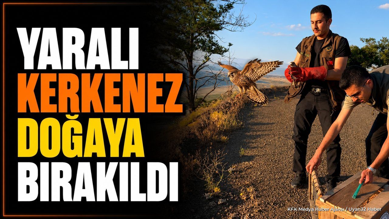 Yaralı Bulunan Kerkenez Tedavisinin Ardından Doğaya Bırakıldı