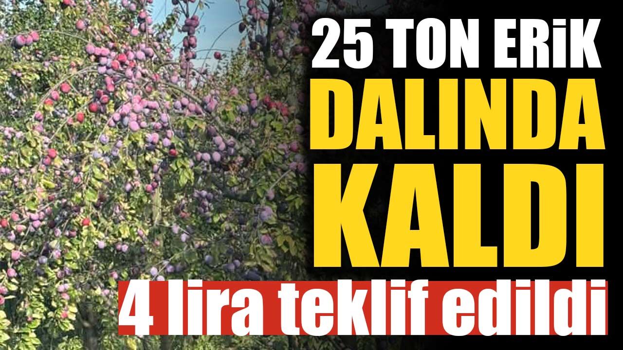 25 ton erik dalında kaldı: Üreticiye kilosu için 4 lira teklif edildi