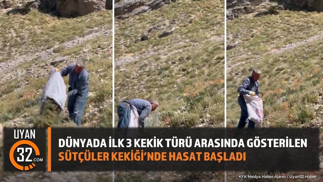 Dünyada İlk 3 Kekik Türü Arasında Gösterilen Sütçüler Kekiği’nde Hasat Başladı