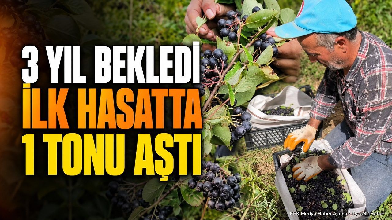 SÜTÇÜLER'DE ARONYA HEYECANI BAŞLADI