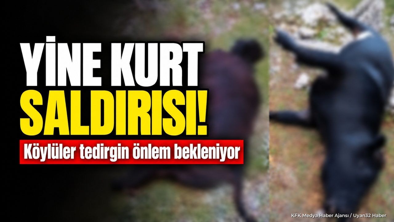 SÜTÇÜLER'DE KURT SALDIRISI DEHŞETİ