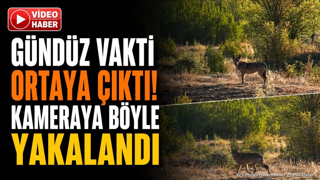 Isparta'da köyleri tedirgin eden görüntü: Gündüz vakti yol kenarında ortaya çıktı