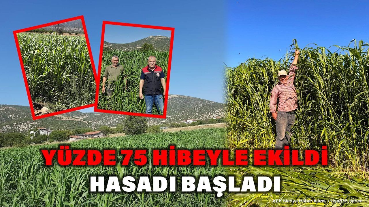 Isparta'da Yem Maliyetini Düşüren Bitkide Hasat Başladı: Dekarda Rekor Verim!